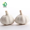 2019 Fresh Normal White Garlic Suppliers in China