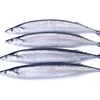 Frozen Canned Pacific Saury Fish/Mackerel Pike for sale/market