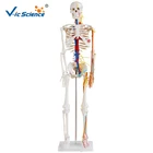 Medical Science 85cm Full Body Human Skeleton Model With Colored Nerves Blood Vessels