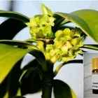 Farwell Cinnamon Leaf Oil for Perfumes and Fragrances CAS 8015-91-6