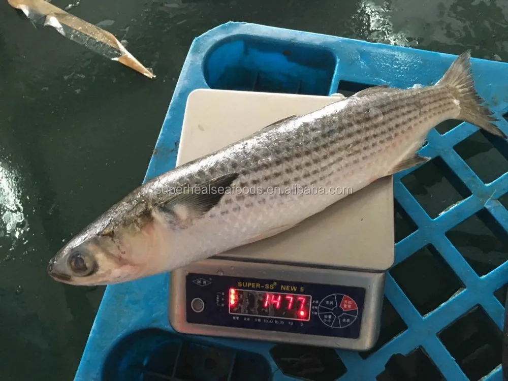 新季冷冻灰色 mul鱼 mullet mugil cephus 鲜鱼