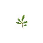 Farwell Natural Phenyl Ethyl Alcohol