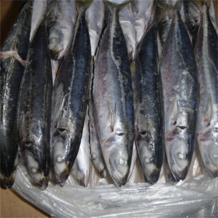 frozen scad fish