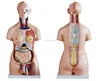 /product-detail/biology-85cm-unisex-torso-40-parts-human-skeleton-model-60564677311.html