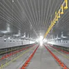 Design Steel Structure Broiler Layer House Chicken Shed Poultry Farm Building