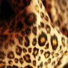 Africa Textile Printed Polyester Fabric,Design Fabric For Mattress