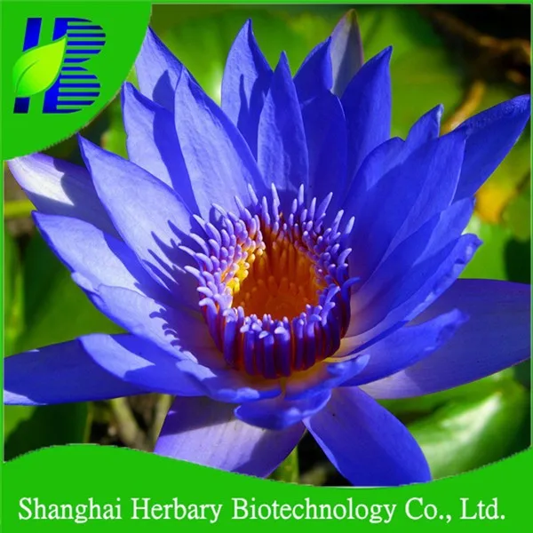 blue water lily seeds with giant bloom