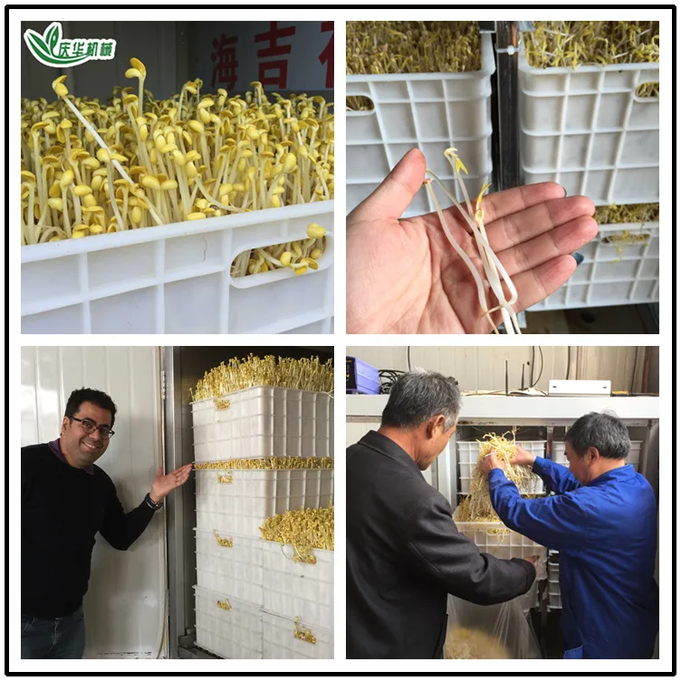 Commercial Automatic Bean Sprouts Machine Mass Production Bean Sprouts