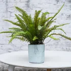 Plant Pots Artificial Plant Plastic Tree Fern With Straight Cemented Pots