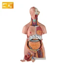 Model Torso Medical Science High Quality Human Anatomy 85cm Unisex