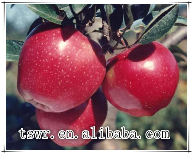 Chinese Fresh Apples Best Price Sweety Apples