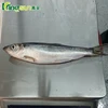 /product-detail/hot-sale-fresh-materials-frozen-fish-herring-whole-round-60519609397.html