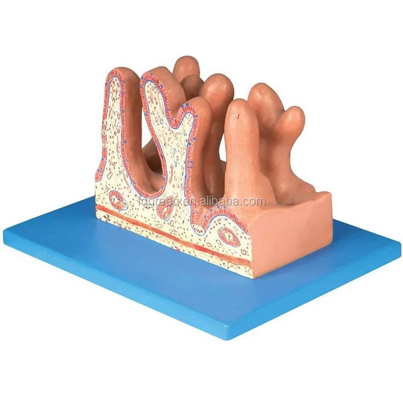 medical model of human caecum and appendix