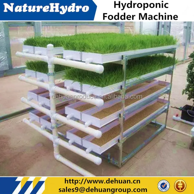 hydroponic cow cattle sheep fodder grass growing systems