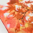 See Through Digitally Printed Screen Roller Shades With Openness