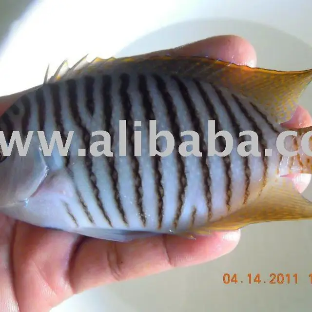 zebra fish wholesale, fish suppliers - alibaba