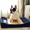 Latest Trendy Design Sofa Dog Pet Bed Xl