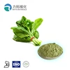 Spinach Extract Powder Dehydrated Organic Spinach Powder for Weight Loss