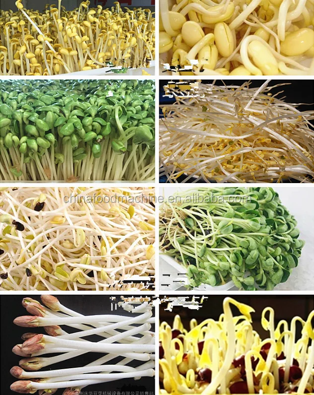 Automatic Germination/Barley Wheat Seeds Germinating Machine/Fodder Sprouting Machine Pasen Machine for Seeds Germ details