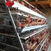 Chicken Egg Poultry Farming Equipment Best Selling Items