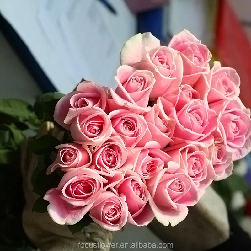 factory price supply all rose colors ecuadorian roses from