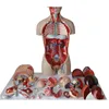 School biology medical Laboratory Anatomical Model Of Human Trunk