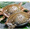 excellent fresh frozen blue swimming crab with best price and service