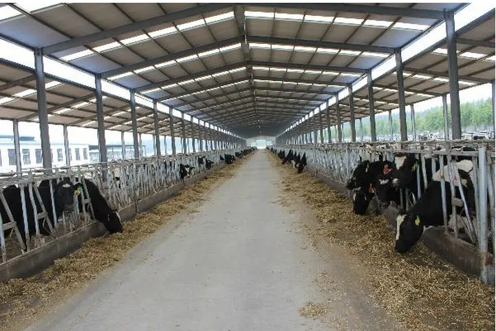 Warm Keeping Prefabricated Steel Structure Cow Shed - Buy ...