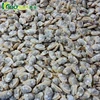 yellow bulk baby clam meat without shell