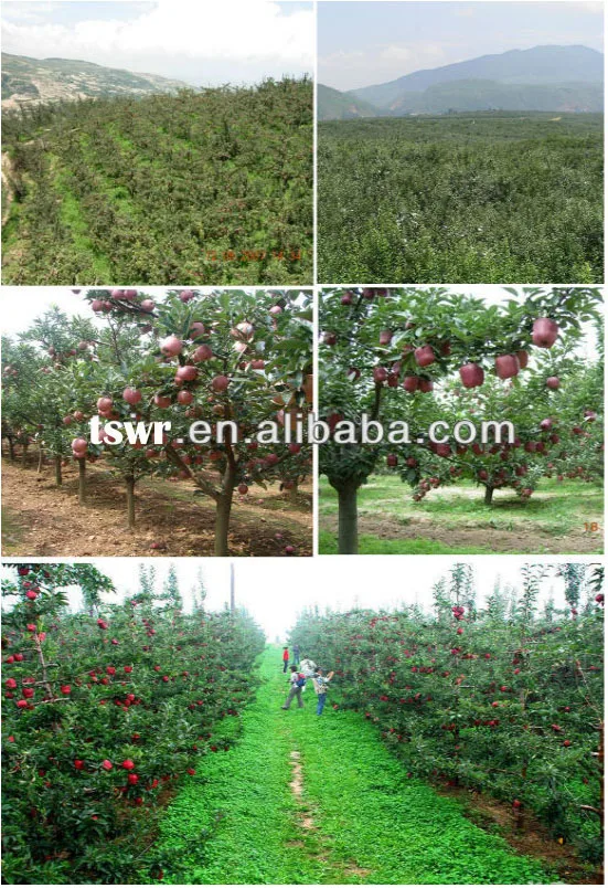 Huaniu apple fruit fresh apple fruit
