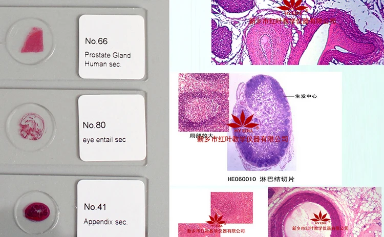 009 histology slides