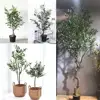 Small Artificial Olive Trees Plant, Olive Trees in Pot, Ornamental Olive Tree