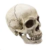 /product-detail/custom-high-quality-lifelike-hand-carved-resin-skulls-for-crafts-62125776198.html