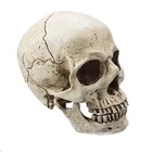 Custom high quality lifelike hand carved resin skulls for crafts