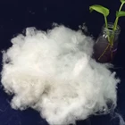 Hollow conjugated polyester staple fiber for toy