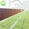 /product-detail/made-in-china-high-quality-low-cost-industrial-cooling-pad-greenhouse-for-agriculture-60789819345.html