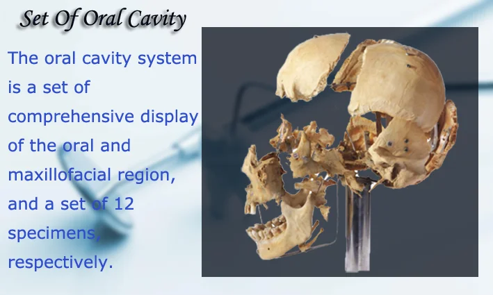 medical oral cavity anatomical model, human silicone specimen