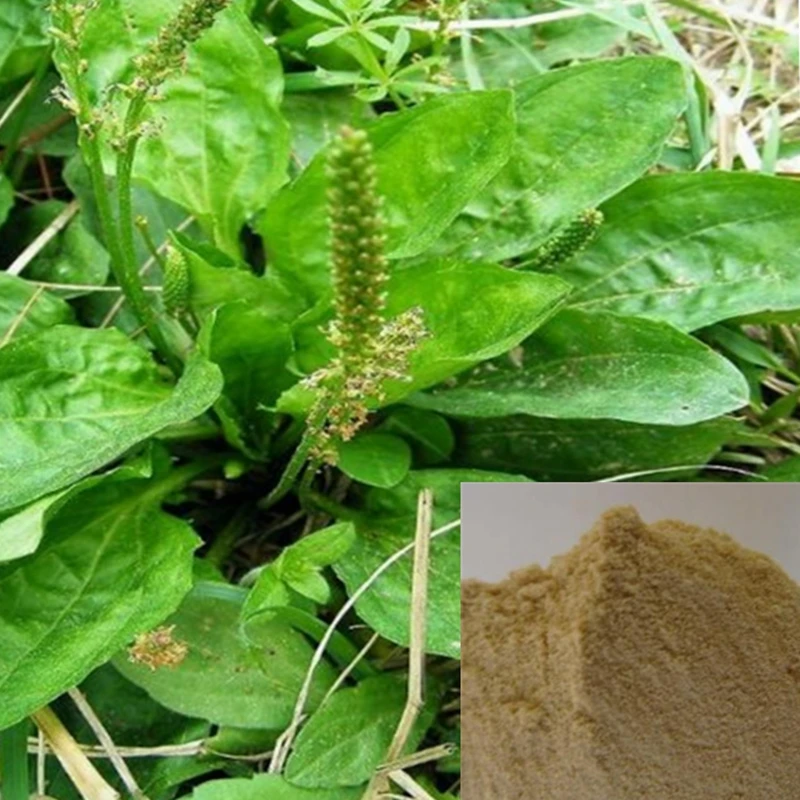 plantainleaf,plantainbanana free sample plantago psyllium plantain leaf powder herba planta