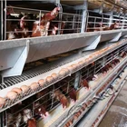 Hot Sale Design Automatic Egg Layer Poultry Farm Battery Chicken Cage for Laying Hens