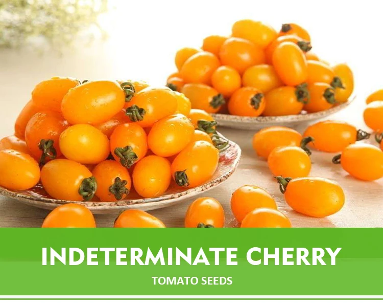 good quality yellow cherry tomato seeds