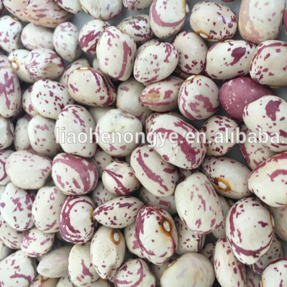 Different Types Dried 50 lb Pinto Beans/Pulses