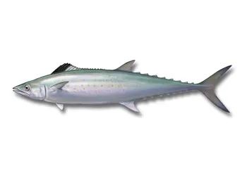 spanish mackerel