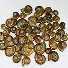 Natural beautiful rainbow flash ammonite fossils for sale