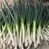 Export Chinese Fresh Long Onion Green Onion