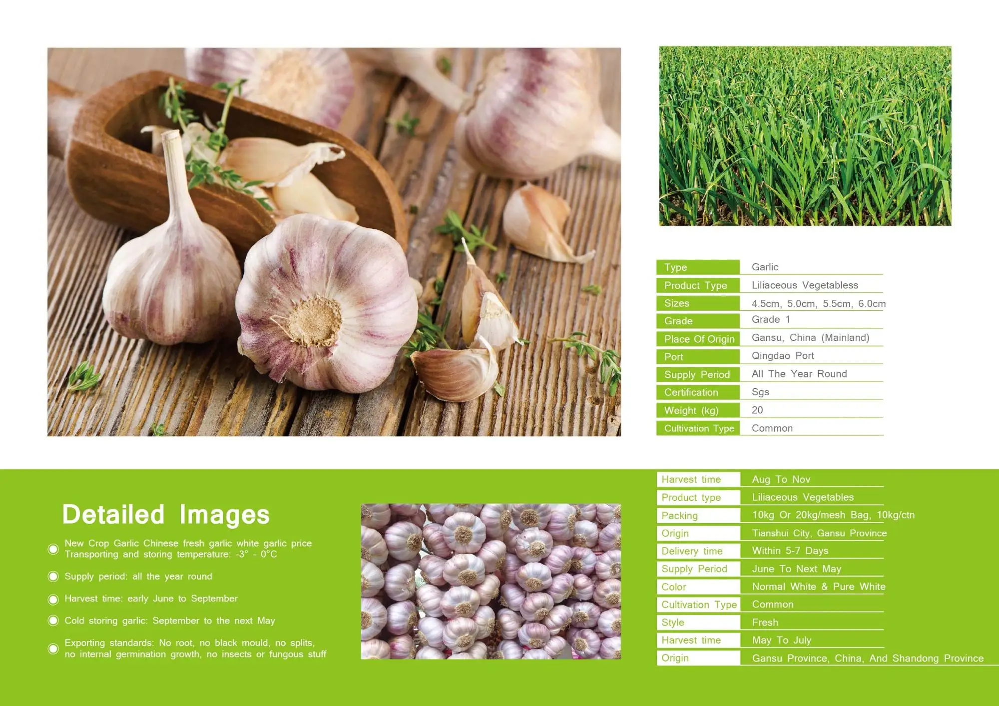 fresh garlic shandong garlic price China garlic
