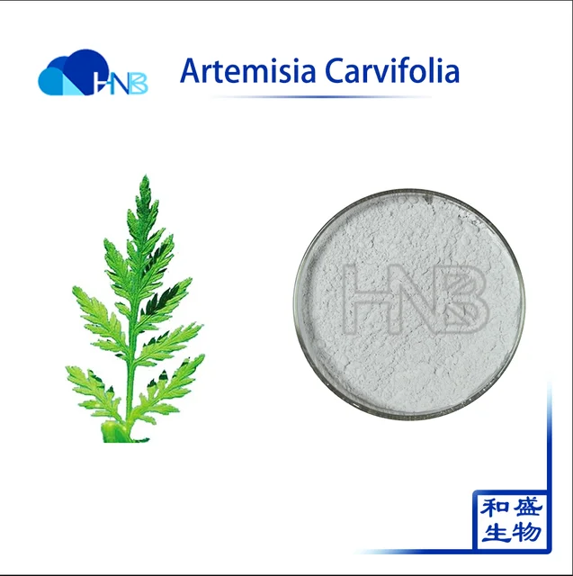 top quality organic artemisia carvifolia extract | herba