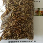 Meal worm animal feed chicken feed