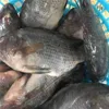 /product-detail/new-catching-tilapia-fish-with-best-price-60767876639.html