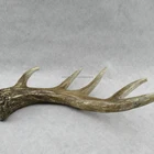 Supply high grade resin artificial deer horn