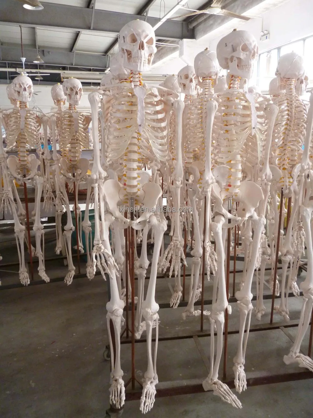 Life-size 180 Cm Cheap Plastic Skeleton For Sale From Shanghai - Buy